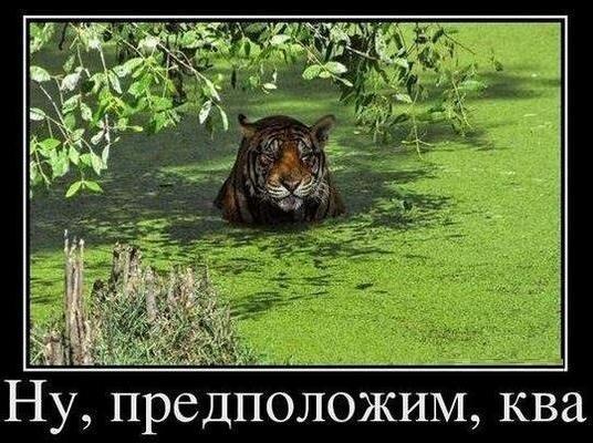 ква.jpg
