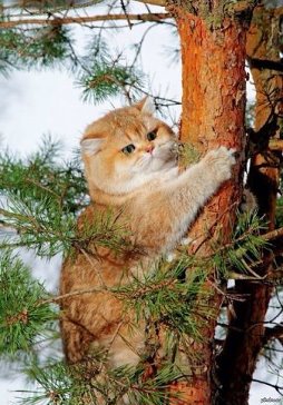 Я белочка!
