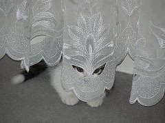 Найдите кошку.