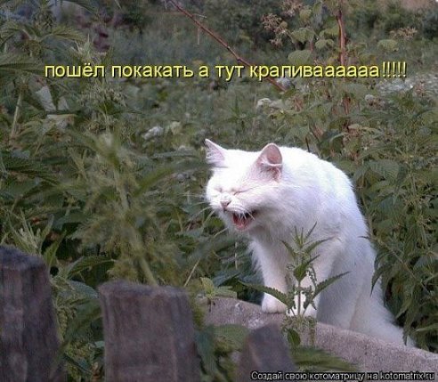 getImage (7).jpg