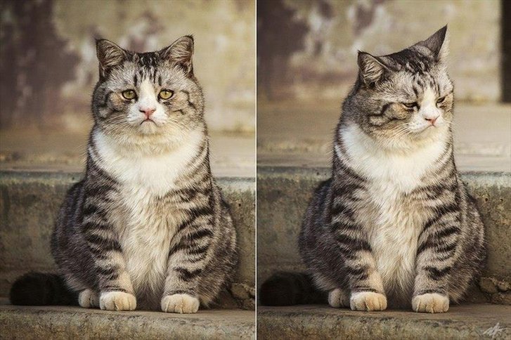 gatos melanx.jpeg