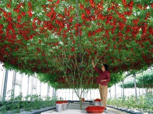 Tomatnoe derevo.jpg