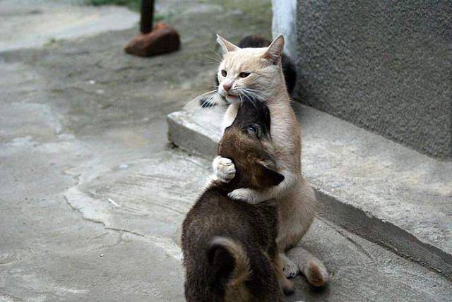 кот Муришик.jpg