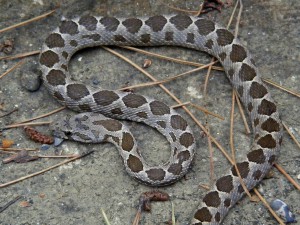 Coin-Snake-300x225.jpg