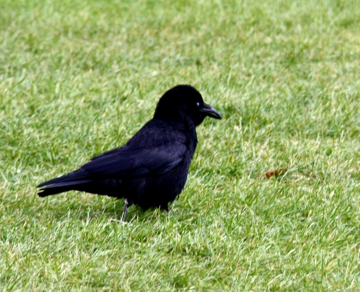 IMG_2976.JPG