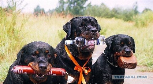 таможня.jpg