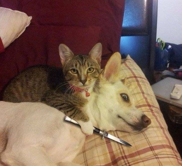 kote-killer.jpg
