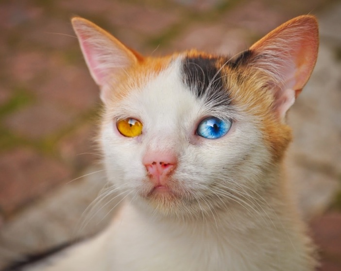 picdump_catsmob_dot_com_03362_028.jpg