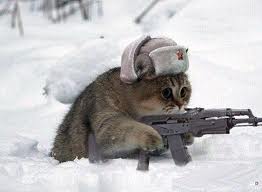 кот1.jpg