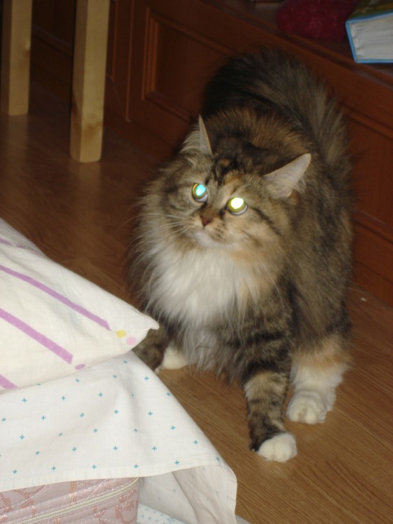 image.jpg