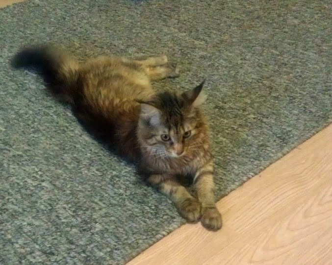 IMAG0155.jpg