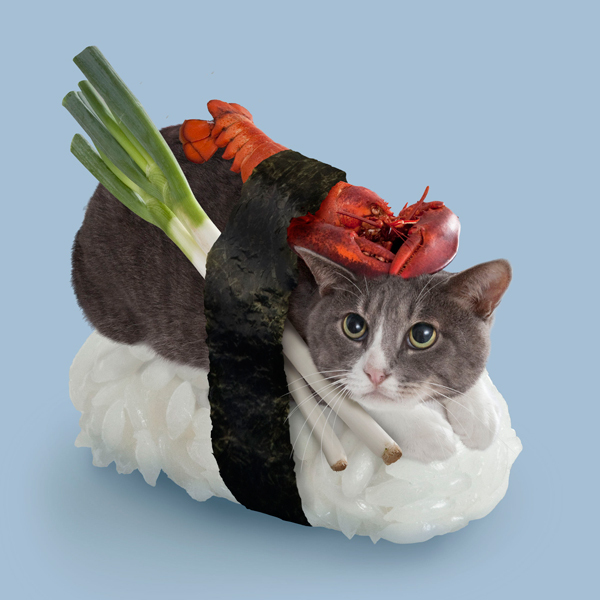 cat -susi1.jpg