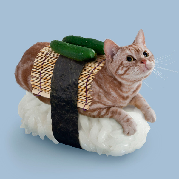 cat-susi2.jpg
