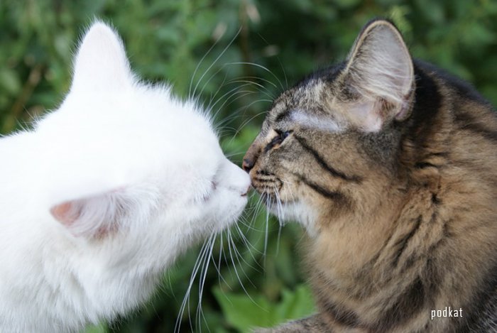 kiss.jpg
