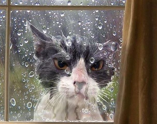 котэ.jpg
