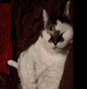 гифки-котэ-живность-1452561.gif