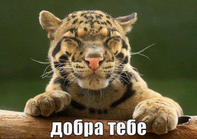 добра.jpg