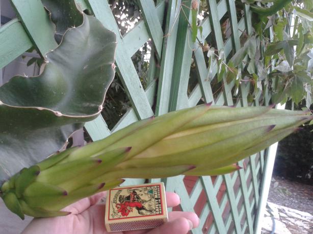 Dragon fruit 27.09