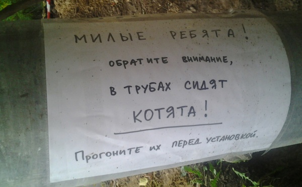 котятта.jpg