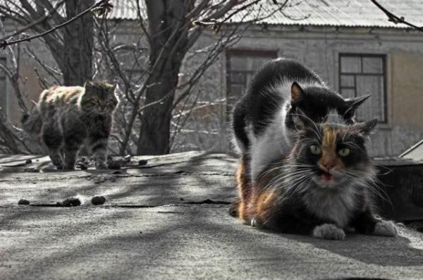 коты.jpg