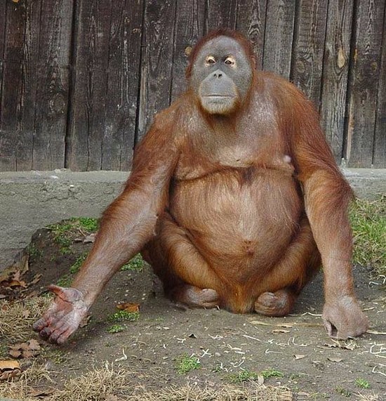 2-1-576px-Orang-Utan-Parkkonen.jpg