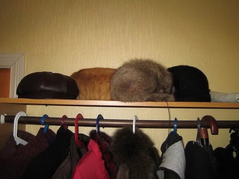Найдите кота.