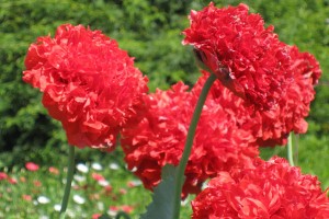 red-poppy-300x200.jpg