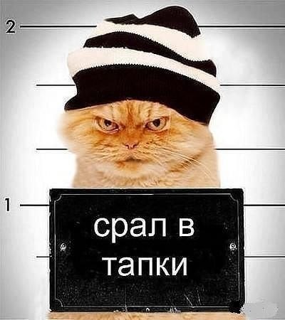 тапки.jpg